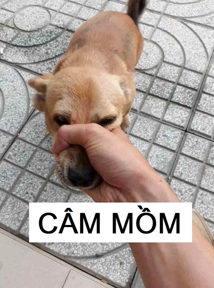 Meme bóp miệng chó ngộ nghĩnh