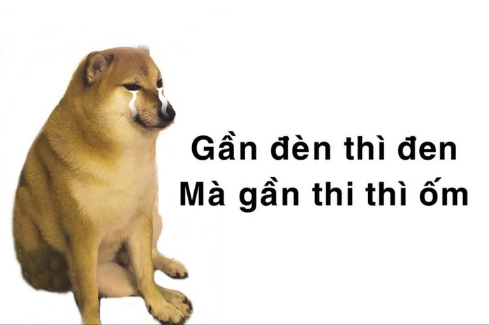 Meme chó Cheems phiên bản Việt Nam
