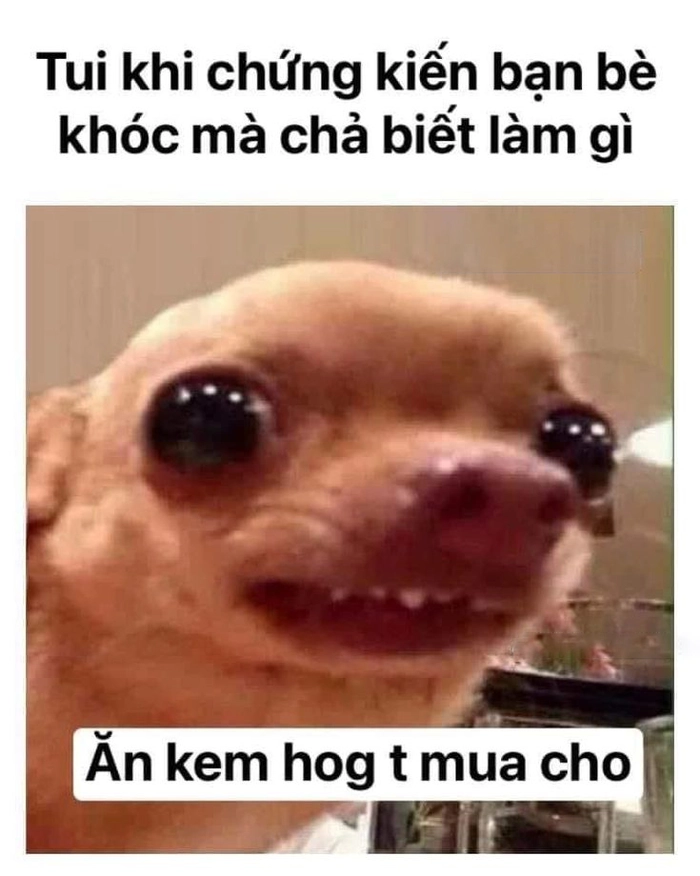 Meme chó Chihuahua an ủi