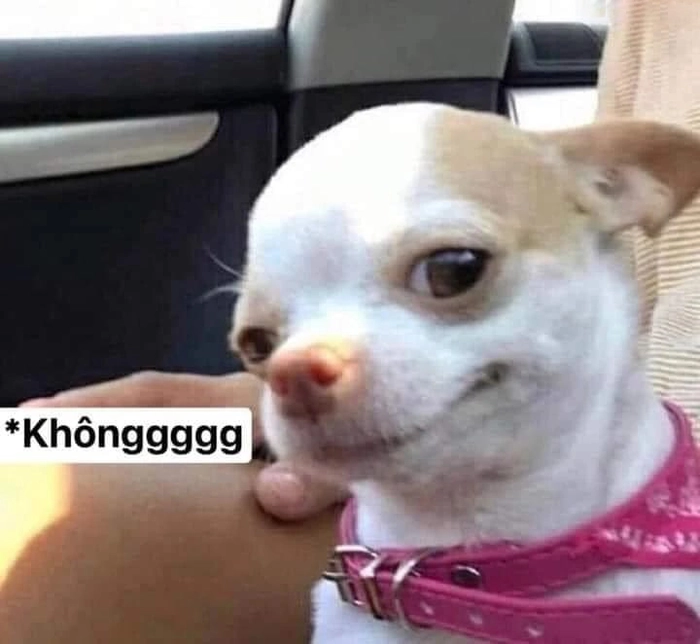 Meme chó Chihuahua biểu cảm