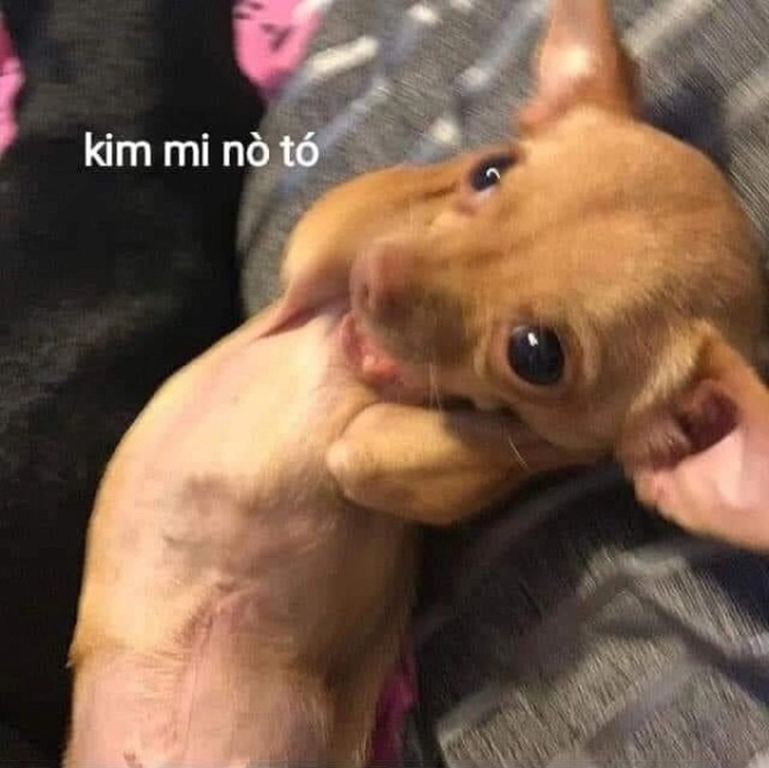 Meme chó Chihuahua bựa nhất