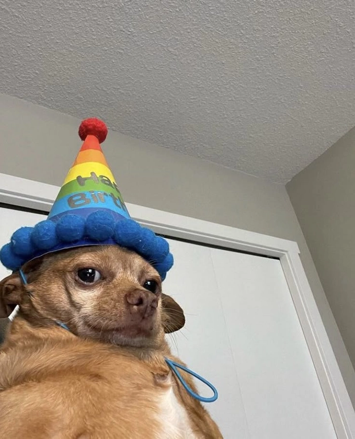 Meme chó Chihuahua cute