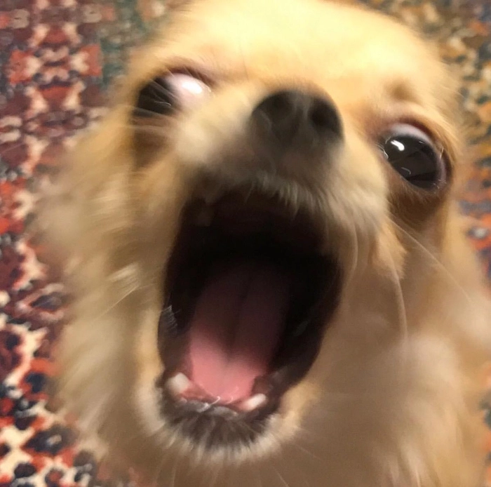 Meme chó Chihuahua giận dữ