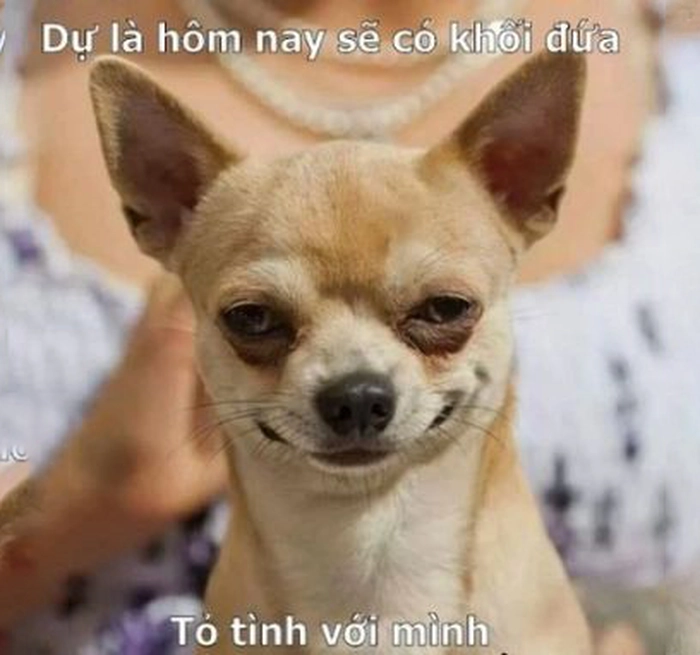 Meme chó Chihuahua hài hước