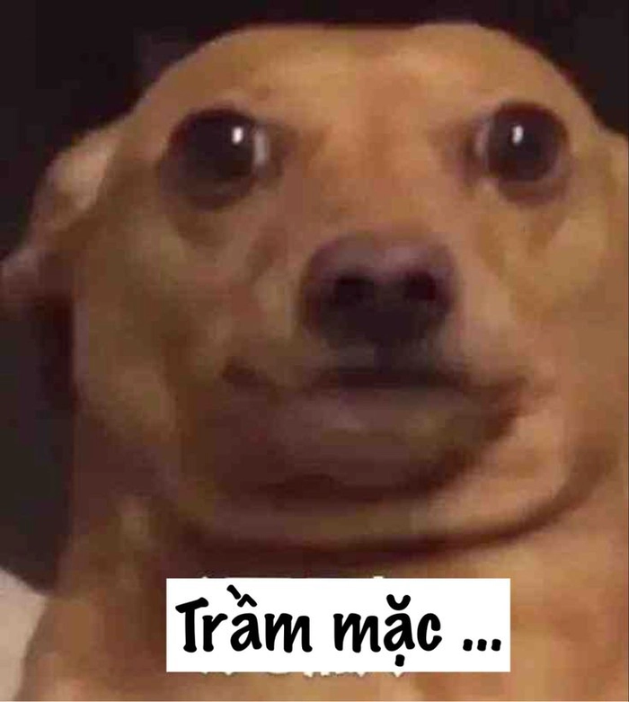Meme chó Chihuahua nghiêm túc
