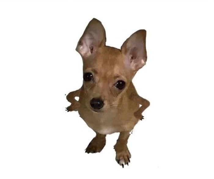 Meme chó Chihuahua siêu ngáo