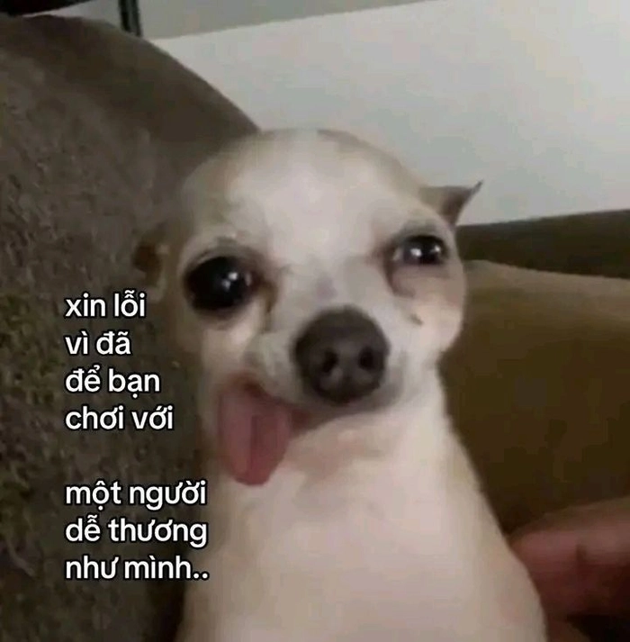Meme chó Chihuahua thè lưỡi