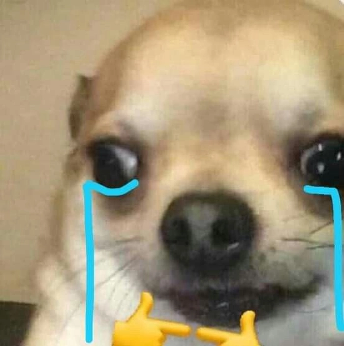 Meme chó Chihuahua troll bạn