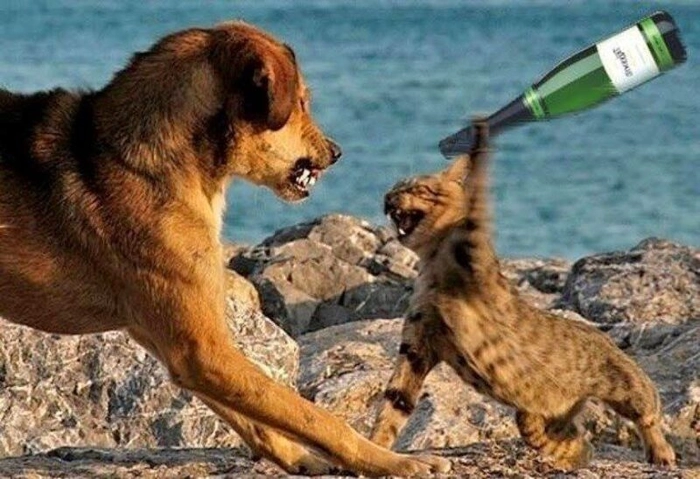 Meme chó bị ăn đòn