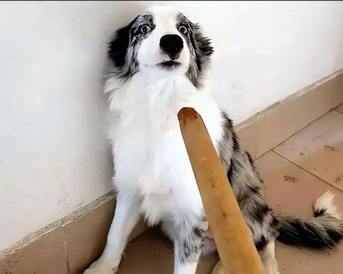Meme chó bị đánh chế