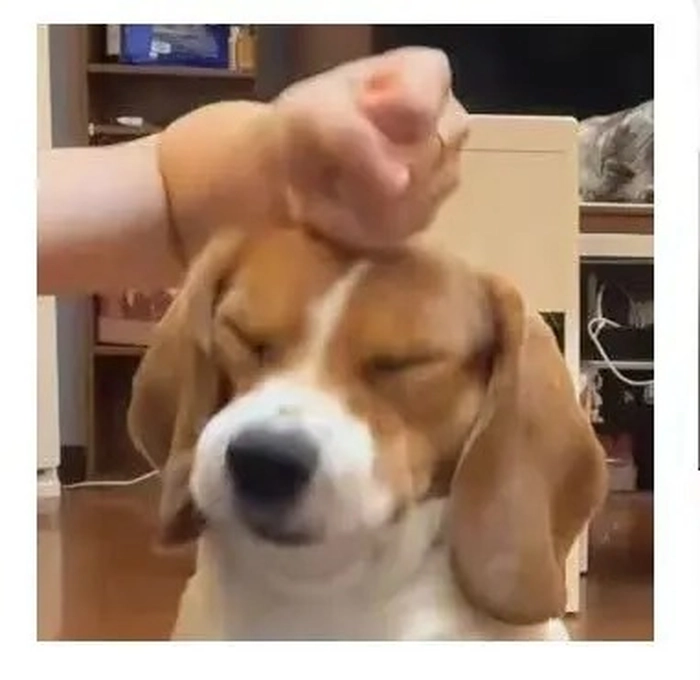 Meme chó bị đập đầu