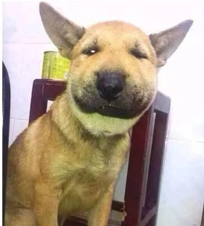 Meme chó bị ong đốt phồng má dễ thương