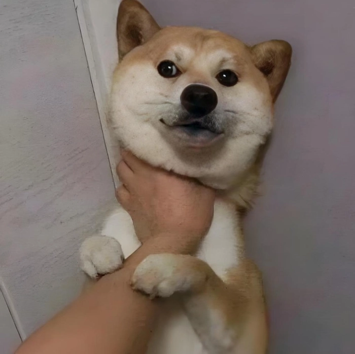 Meme chó bị phạt
