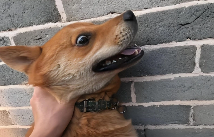 Meme chó bị trừng trị