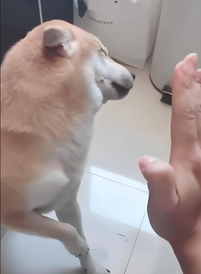 Meme chó bị vả