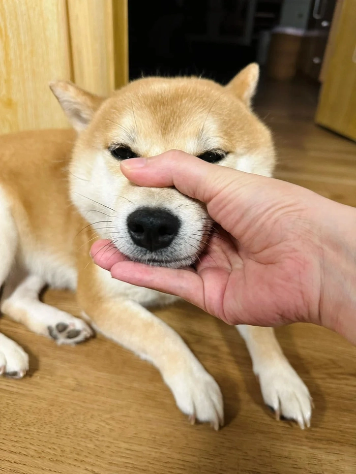 Meme chó bị xử lý hài