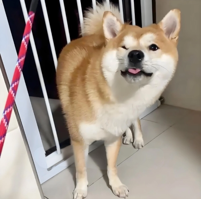 Meme chó bị xử