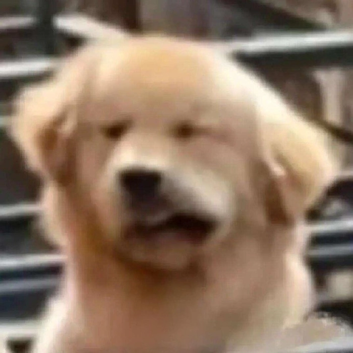 Meme chó bịt tai dễ thương
