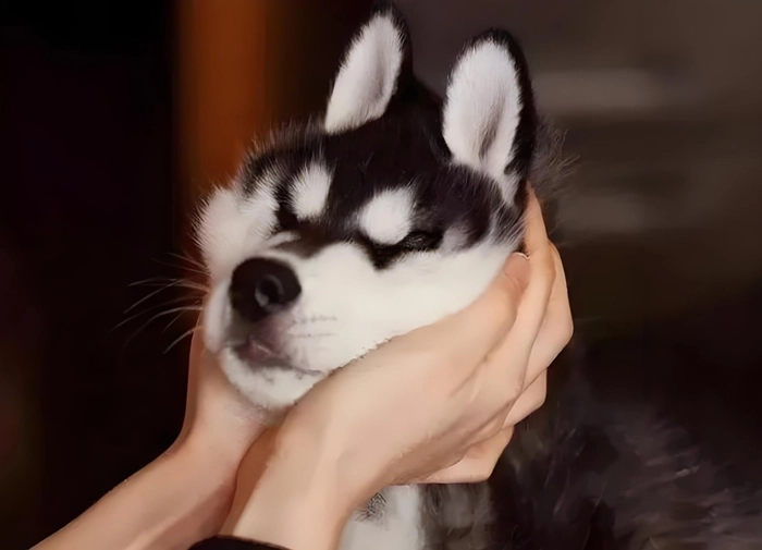 Meme chó bịt tai meme hài
