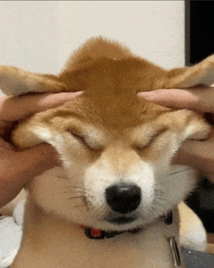 Meme chó bịt tai ngộ nghĩnh