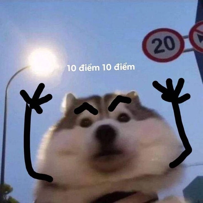 Meme chó bựa 10 điểm