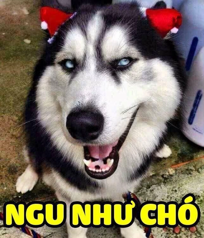 Meme chó bựa biểu cảm
