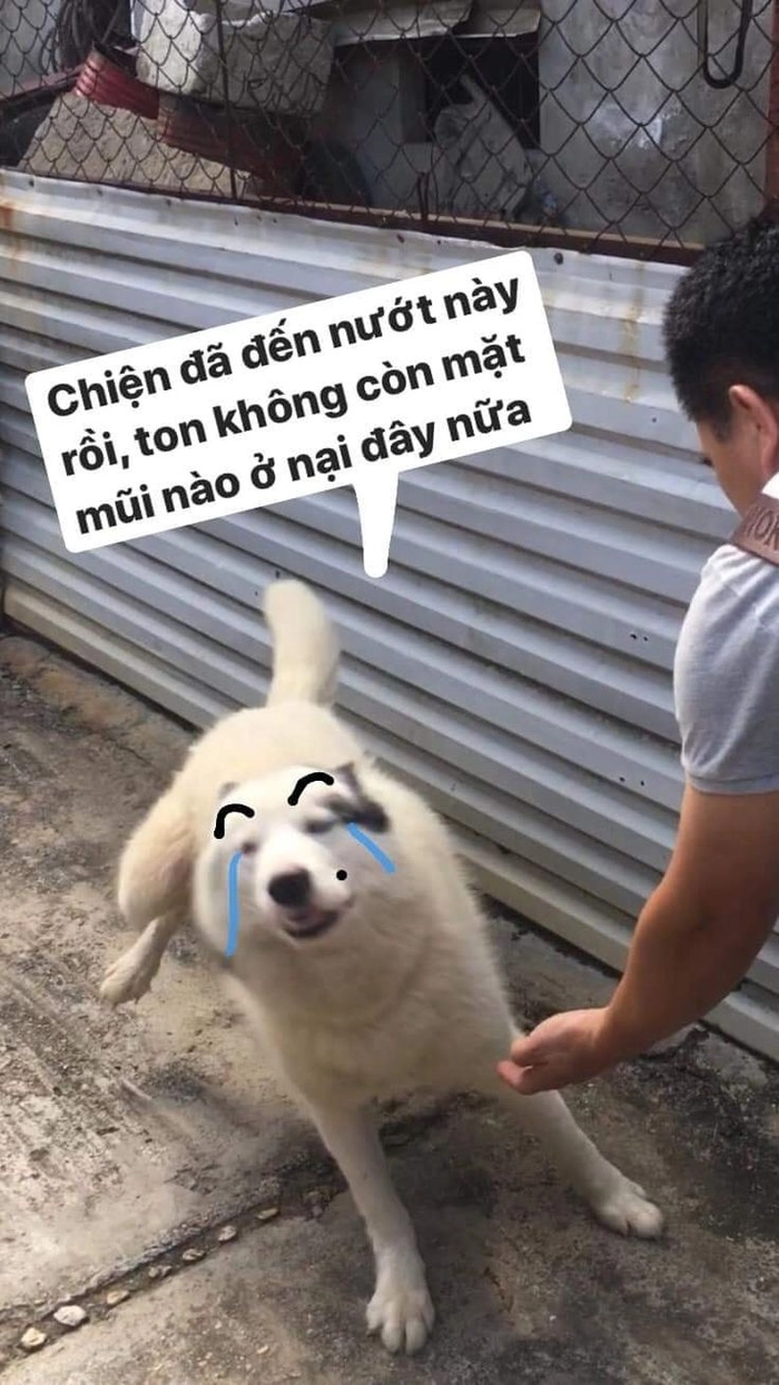 Meme chó bựa cool ngầu