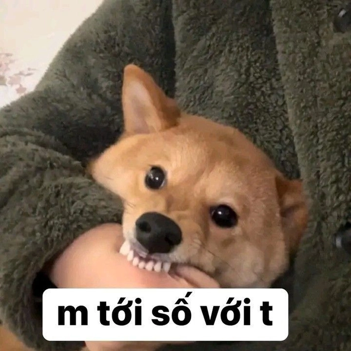 Meme chó bựa cười