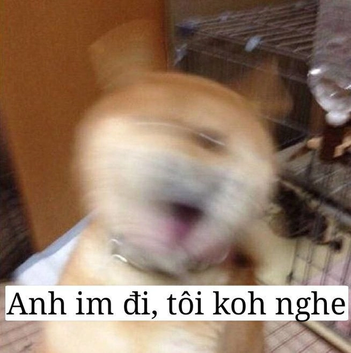 Meme chó bựa gào thét