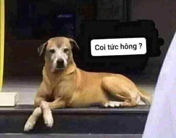 Meme chó bựa hài hước