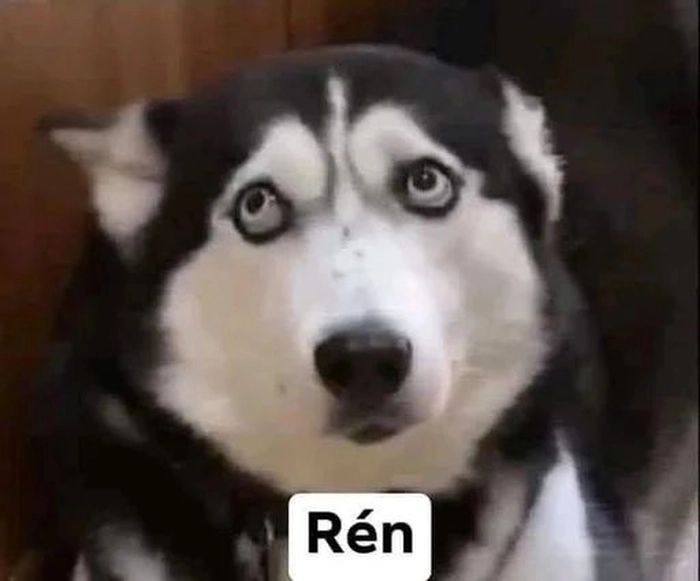 Meme chó bựa mặt đơ