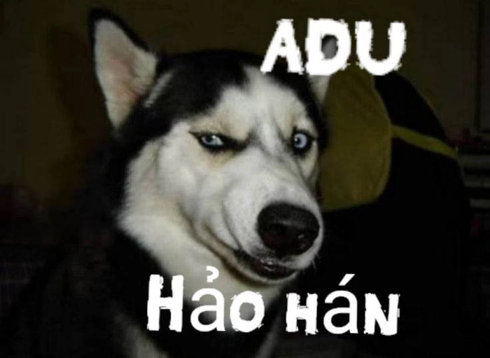 Meme chó bựa ngáo