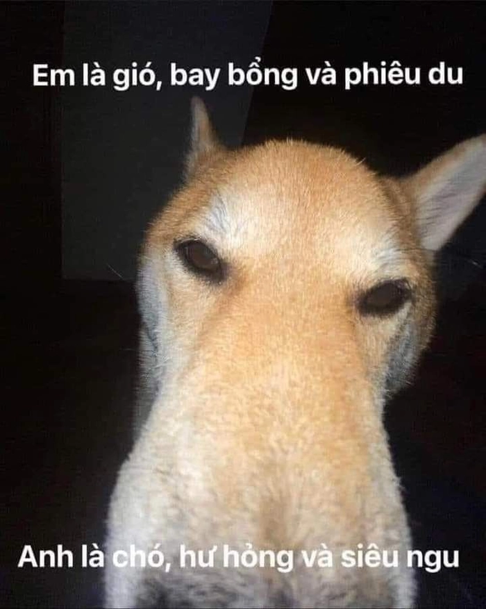 Meme chó bựa siêu hài