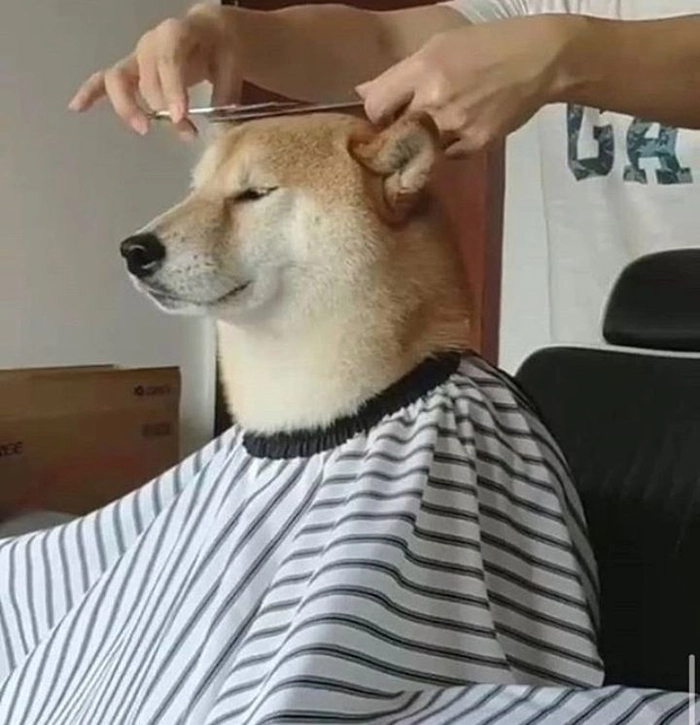 Meme chó bựa tạo dáng