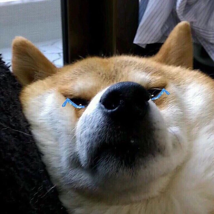 Meme chó buồn cute
