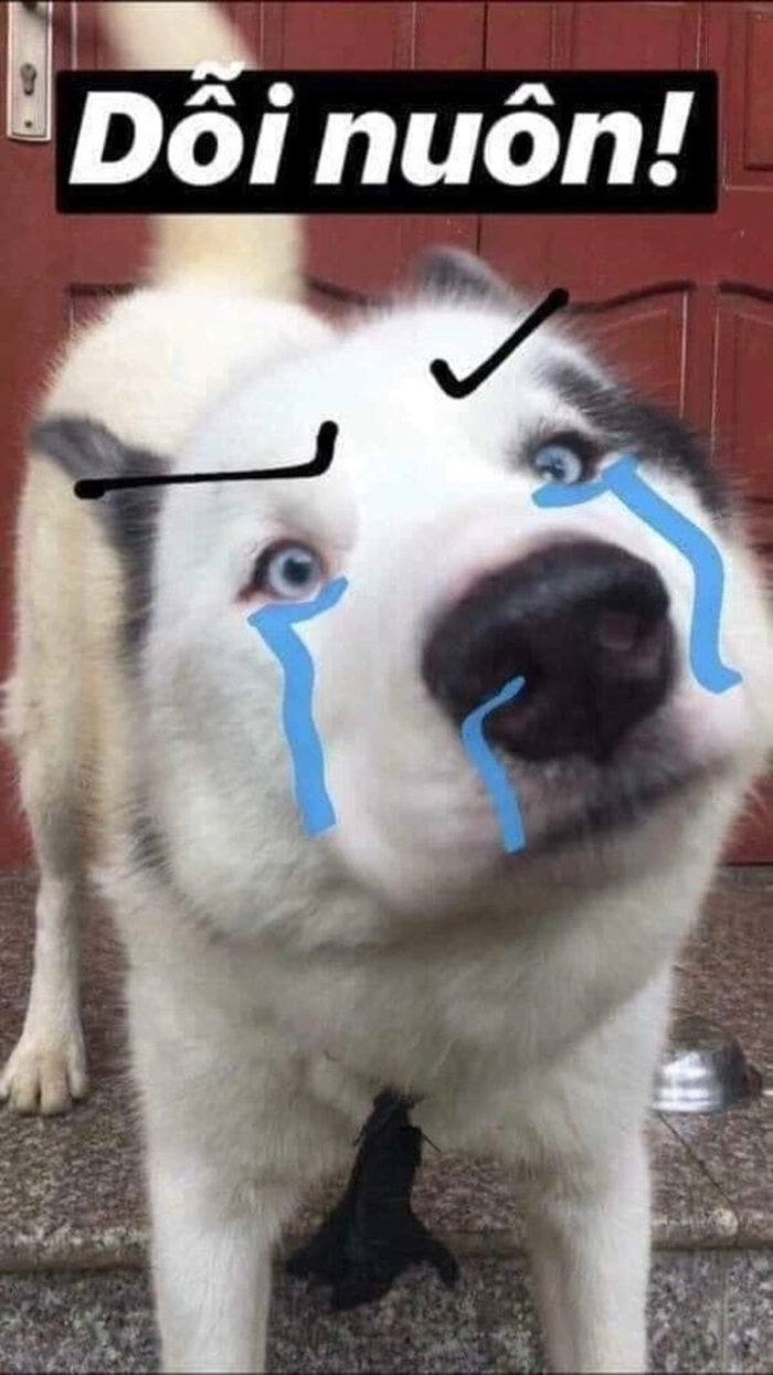 Meme chó buồn đáng yêu