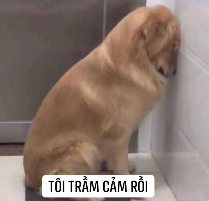Meme chó buồn gục đầu