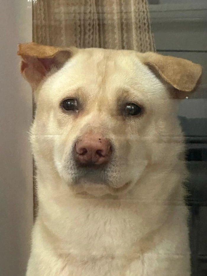 Meme chó buồn hài hước
