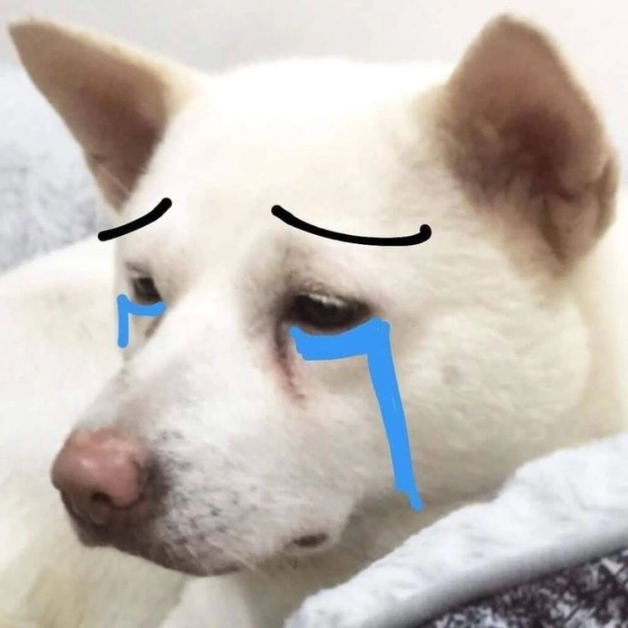 Meme chó buồn lặng lẽ