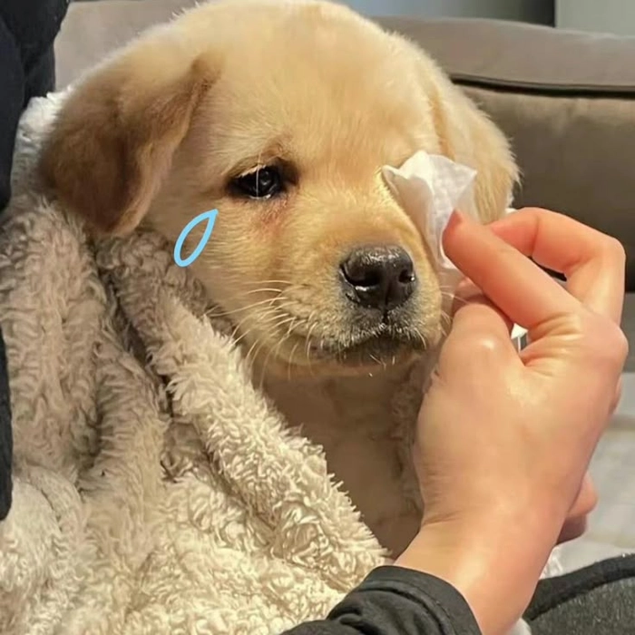 Meme chó buồn lơ ngơ