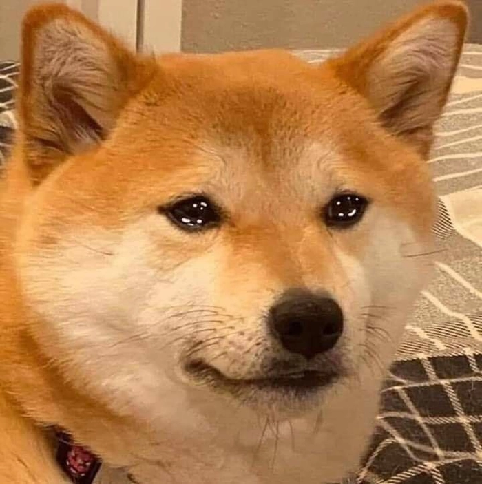 Meme chó buồn muốn khóc