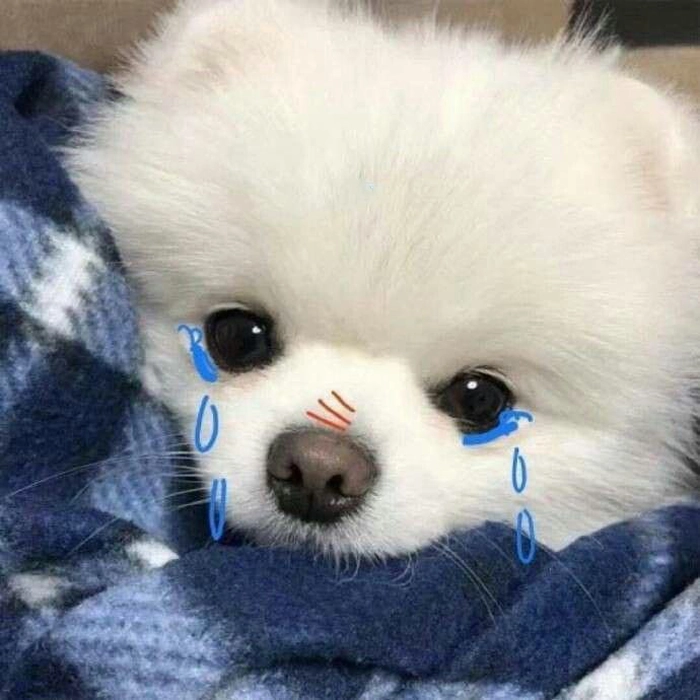 Meme chó buồn nằm dài