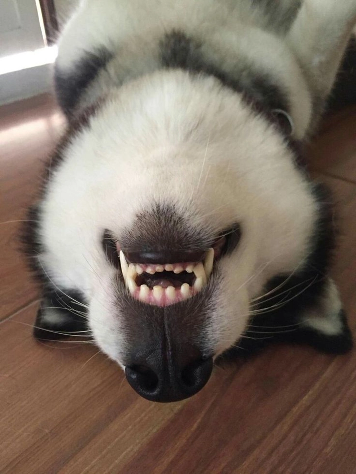 Meme chó buồn ngủ dễ thương