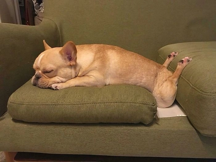 Meme chó buồn ngủ hài hước