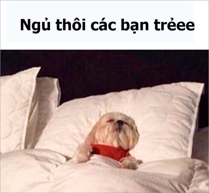 Meme chó buồn ngủ