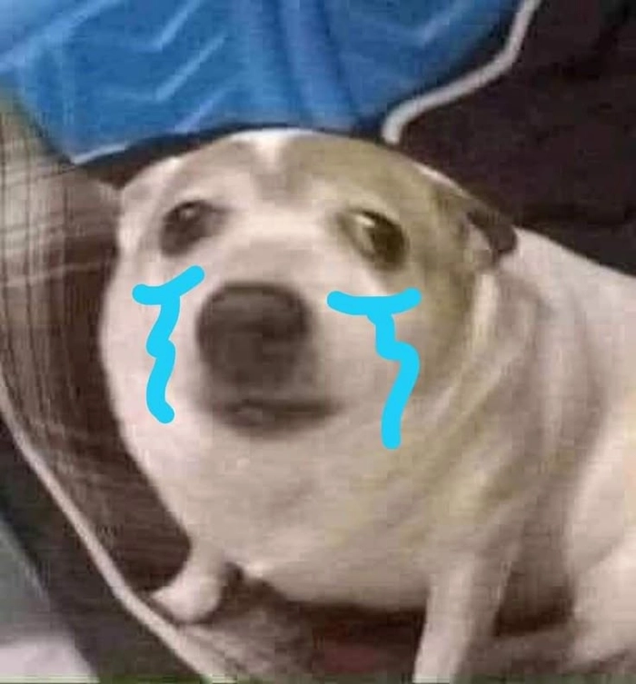Meme chó buồn quạo nhẹ