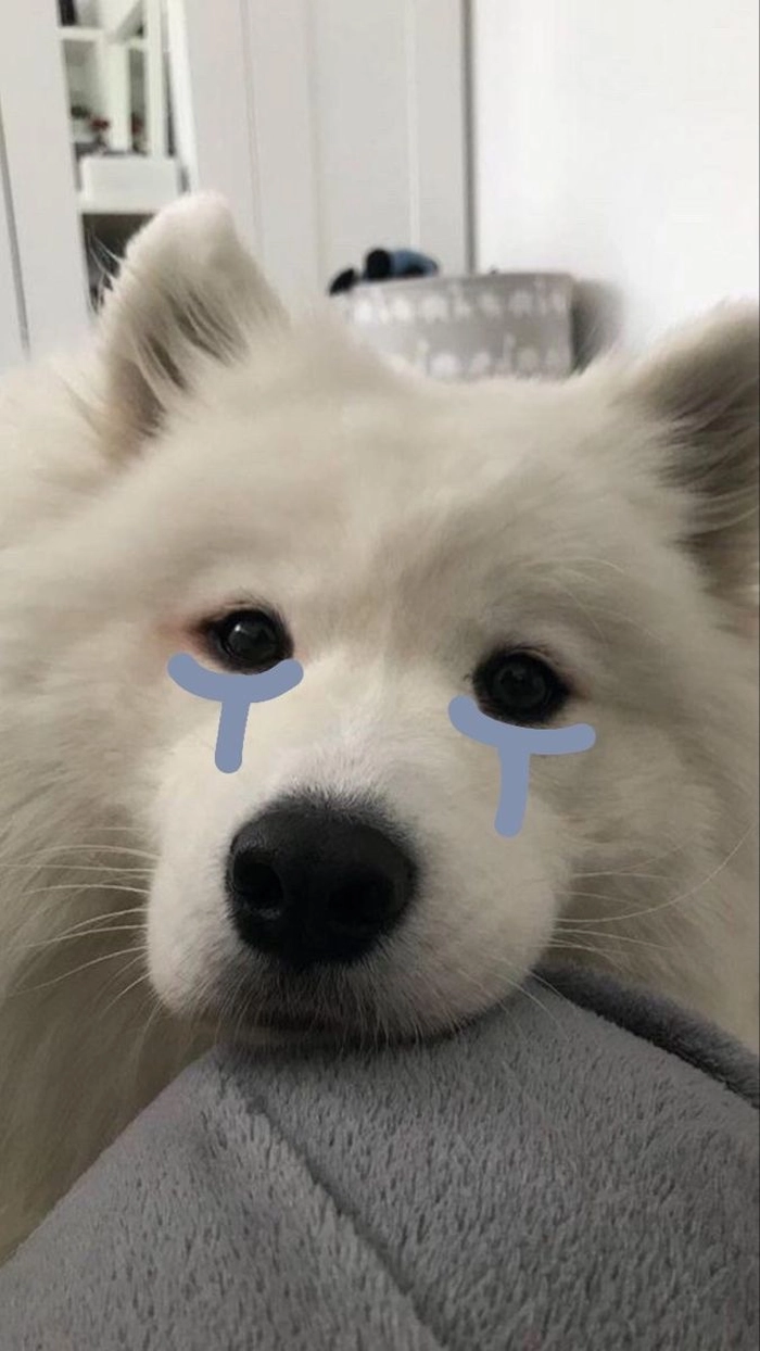 Meme chó buồn thở dài