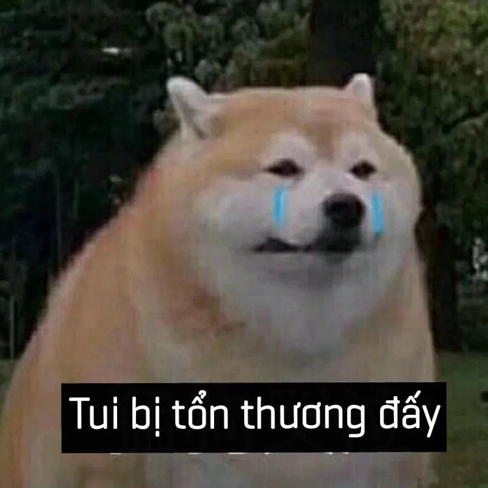 Meme chó buồn vì thất tình