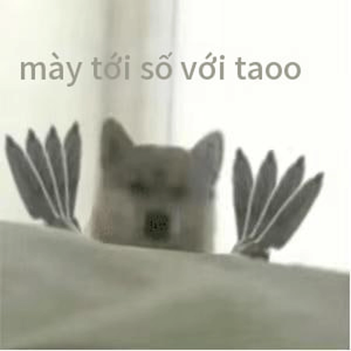 Meme chó cầm dao đe doạ