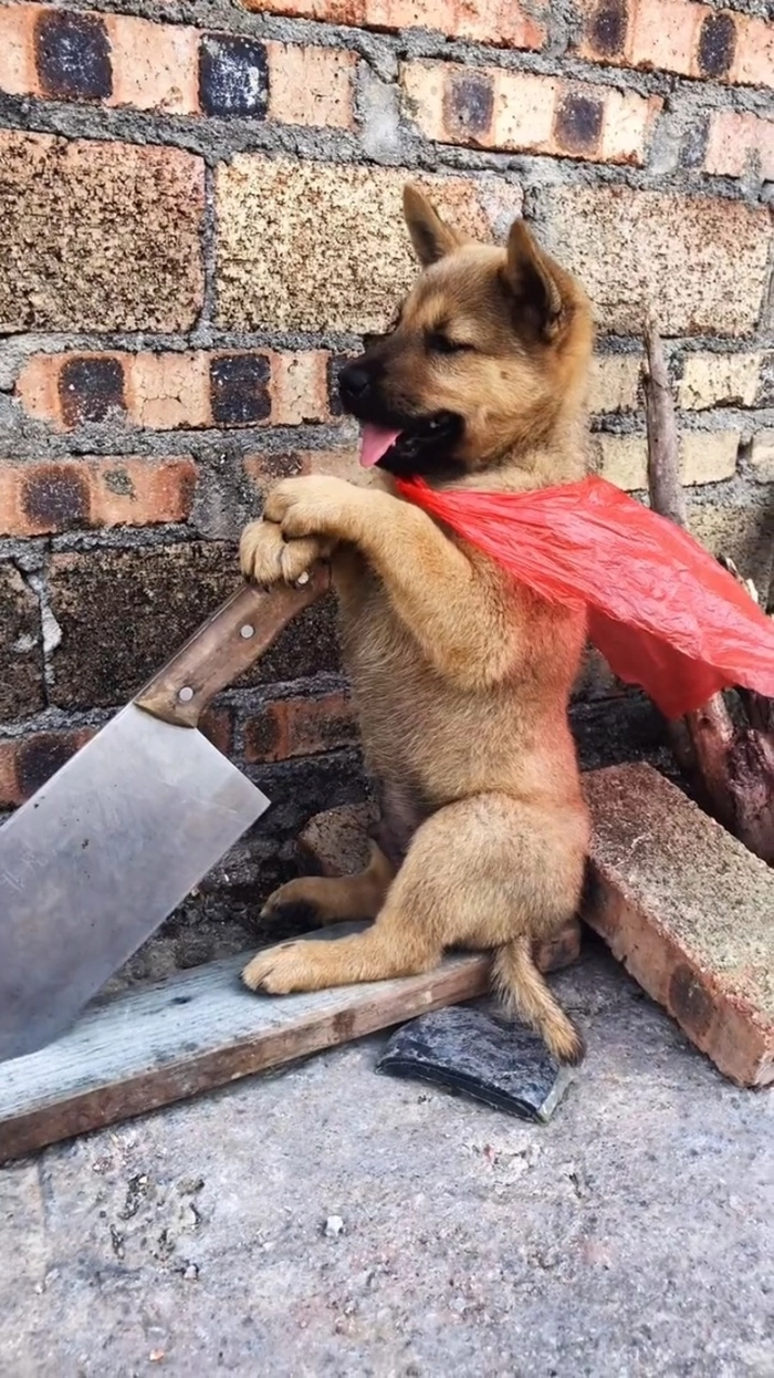 Meme chó cầm dao mặt nghiêm túc